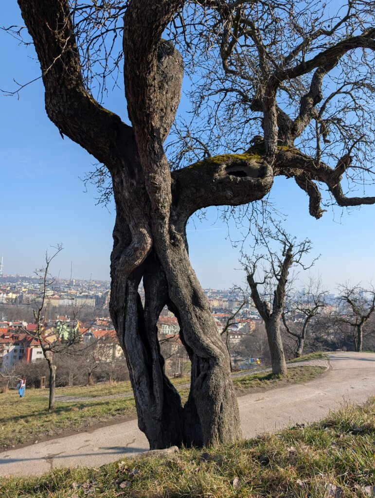 Nerudova hrušeň na Petříně