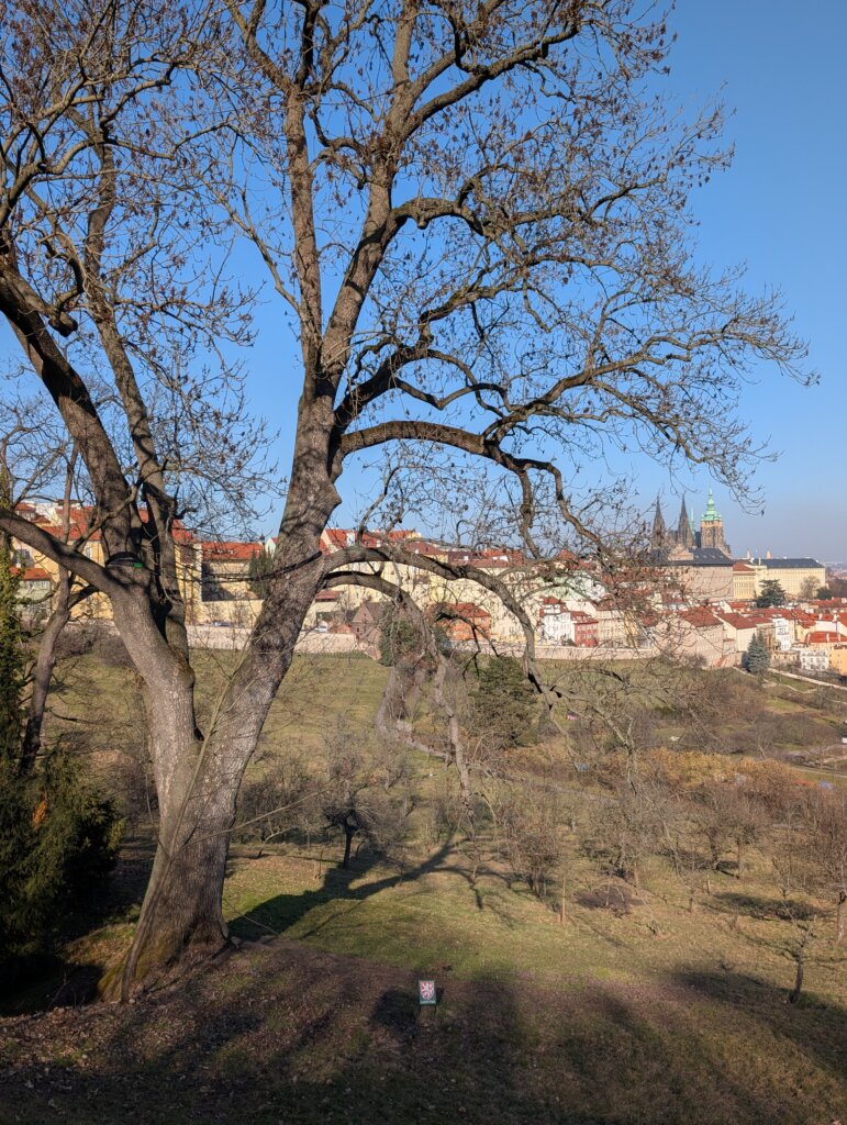 Výhled z Petřína od památného stromu